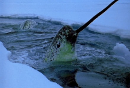 Narwhal, Monodon monoceros