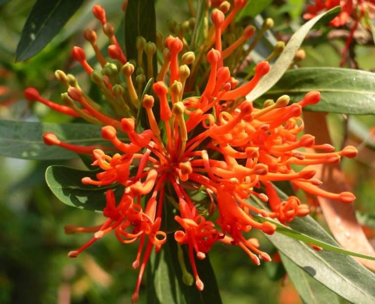 Chilean Firebush l Fascinating - Our Breathing Planet