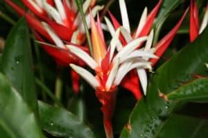 Christmas Heliconia, Heliconia angusta