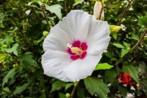 Hawaiian White Hibiscus, Hibiscus waimeae