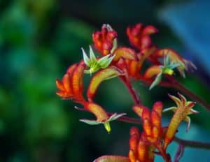 Kangaroo Paw, Anigozanthos manglesii