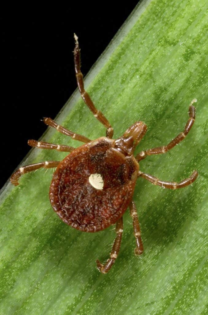 Lone Star Tick, Amblyomma americanum