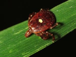 Lone Star Tick, Amblyomma americanum