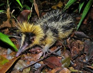 Lowland Streaked Tenrec, Hemicentetes semispinosus