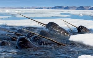 Narwhal, Monodon monoceros