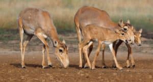 Saiga Antelope, Saiga tatarica