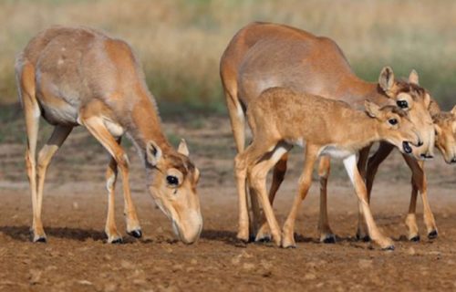 3 Marvelous Mammals of Mongolia