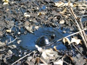 La Brea Tar Pits