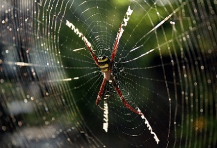 Signature Spider, Angiope