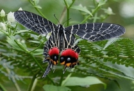 Bhutan Glory, Bhutanitis lidderdalii