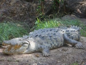 American Crocodile, Crocodylus acutus