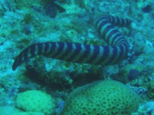 Black Banded Sea Krait l Remarkable - Our Breathing Planet