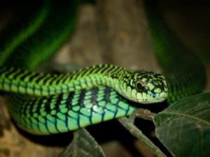 Boomslang, Dispholidus typus