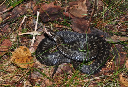 Common European Viper, Vipera berus