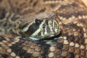 Eastern Diamondback Rattlesnake, Crotalus adamanteus