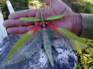 Goliath Stick Insect, Eurycnema goliath