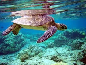 Green Sea Turtle, Chelonia Mydas