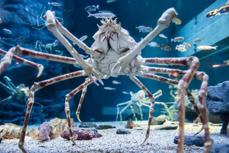 Japanese Spider Crab Size Comparison