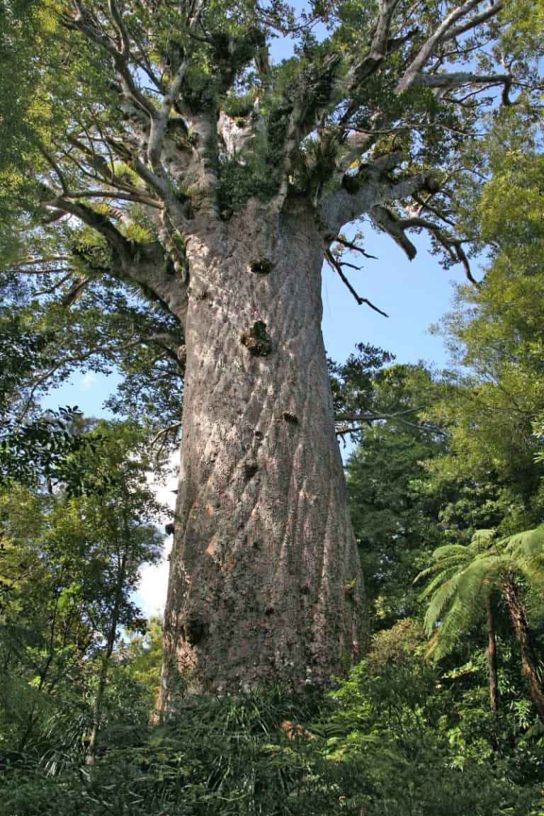 kauri-tree-l-magnificent-girth-our-breathing-planet