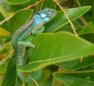 Knysna Dwarf Chameleon, Bradypodion damaranum