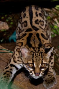 Margay, Leopardus wiedii