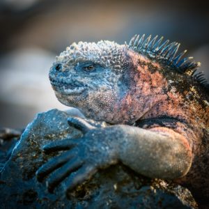 Marine Iguana, Amblyrhynchus cristatus