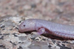 Mexican Mole Lizard, Bipes biporus