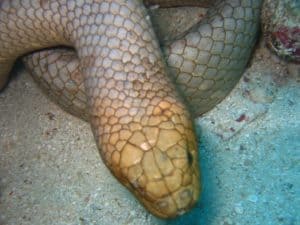 Olive Sea Snake, Aipysurus laevis