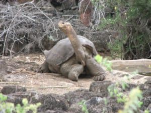 pinta island tortoise predators