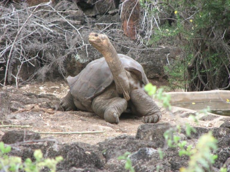 Pinta Island Tortoise l Truly Devastating Loss for Nature