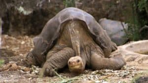 Pinta Island Tortoise, Chelonoidis abingdonii