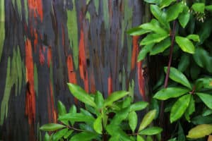 Rainbow Eucalyptus, Eucalyptus deglupta