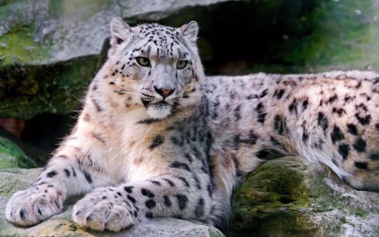 Snow Leopard l Breathtaking Feline - Our Breathing Planet