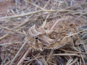 Texas Horned Lizard, Phrynosoma cornutum