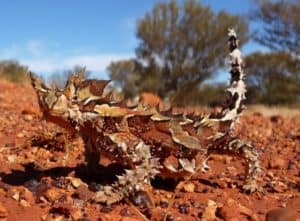 Thorny Dragon, Moloch horridus