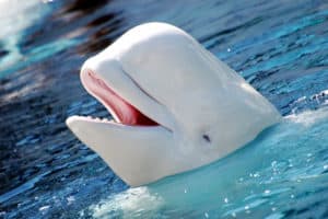 Beluga Whale, White Whale, Delphinapterus leucas