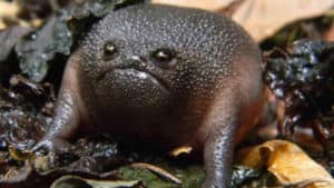 Black Rain Frog, Breviceps fuscus