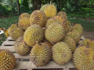 Durian, Durio zibethinus