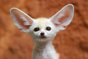 Fennec Fox, Vulpes zerda