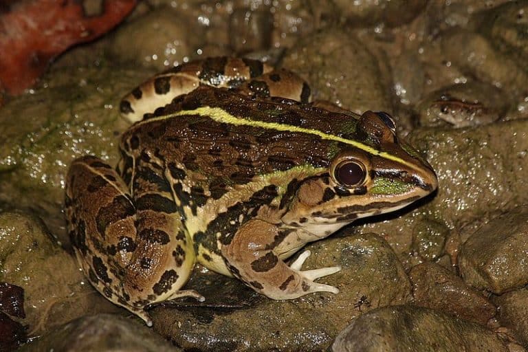 Indian Bullfrog l Awesome Amphibian - Our Breathing Planet