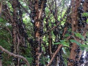 Jabuticaba, Plinia cauliflora