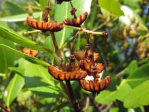 Jellyfish Tree, Medusagyne oppositifolia