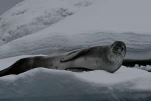 Leopard Seal, Hydrurga leptonyx