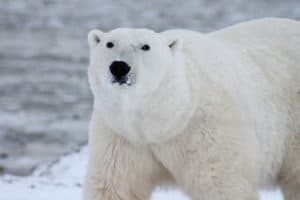 Polar Bear, Ursus maritimus