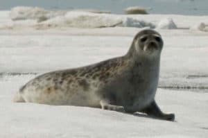 Ringed Seal, Pusa hispida hispida