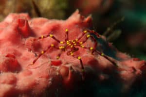 Sea Spider, Pantopoda