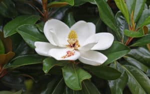 Southern Magnolia, Magnolia grandiflora