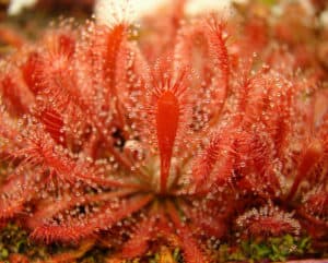 Sundew