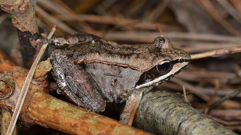 Wood Frog l Shocking Amphibian - Our Breathing Planet