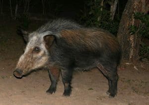 African Bush Pig, Potamochoerus larvatus